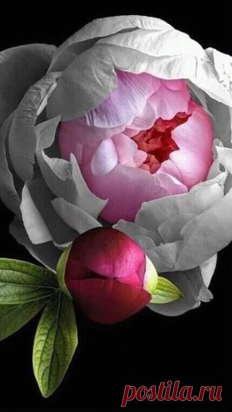 i (430×765)