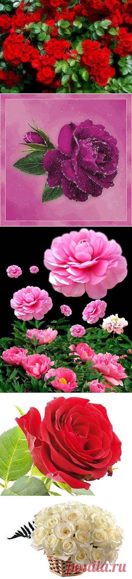 Красивые фото цветов
