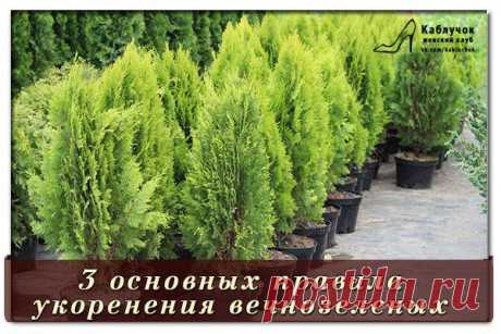3 основных правила укоренения вечнозеленых.