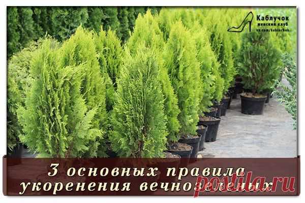 3 основных правила укоренения вечнозеленых.