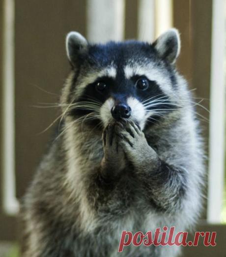 Василий Тимошин vasiliy-timoshin (Vasilek), Москва, Россия на Мой Мир@Mail.RU