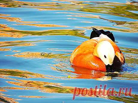 СЛУЧАЙНО СНЯЛ