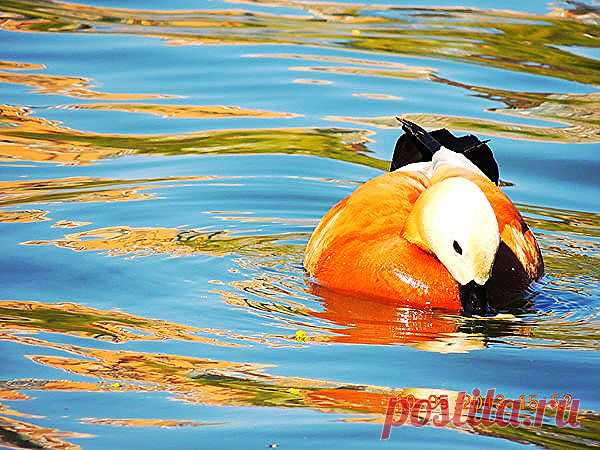 СЛУЧАЙНО СНЯЛ