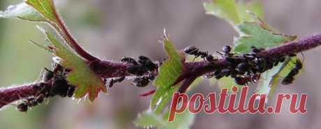 Как избавиться от муравьев, как бороться с муравьями? « Видео-блог Садовода