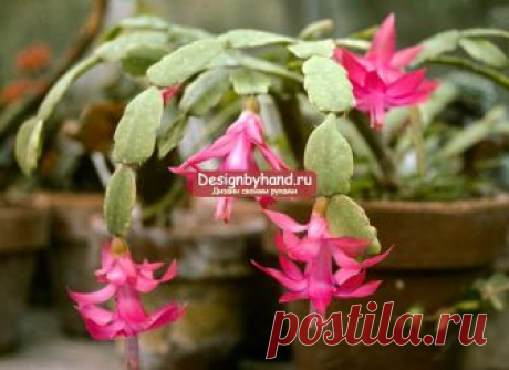 Декабрист: уход в домашних условиях. 50 фото декабриста