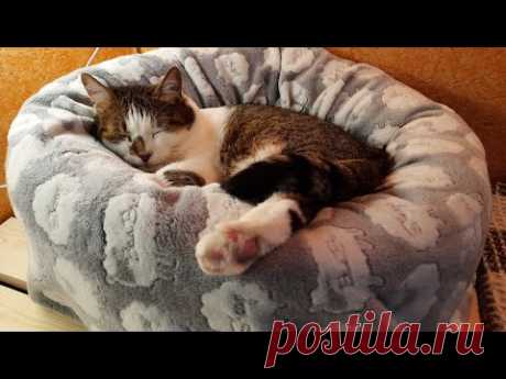 Лежанка для кошки и собаки из подушки 🐱 Кот кайфует сутками на такой перине)Сделай за пару часов ⏰