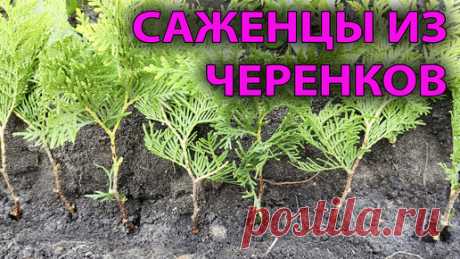 🌲 Размножаем тую черенками в СЕНТЯБРЕ: Пошаговая инструкция. Туя из черенка своими руками! 👍 | Роман Буров TV | Дзен