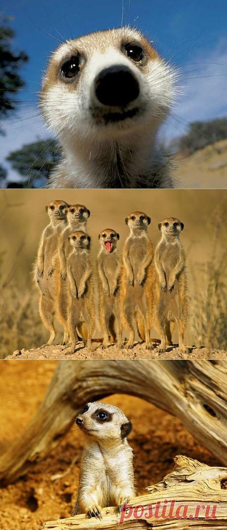 “Солнечный ангел” - Сурикат | SOFTMIXER