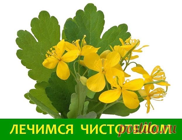 У чистотела есть одна очень интересная особенность. Он сразу отыскивает корень болезни. Если сок или порошок поместить на биологически активную точку, то наблюдается мгновенная трансформация, перенос его к источнику болезни.

У нас чистотел нередко называют русским женьшенем. Применять его можно в виде сока, отвара, настойки, экстракта. О целебных свойствах чистотела люди знают с древнейших времен. 

Для лечения глазных болезней нужно варить сок чистотела с медом в соотнош...