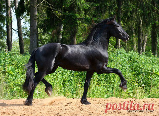 Фризская лошадь, Фриз — порода лошадей, выведенная в Фрисландии, провинции на севере Нидерландов