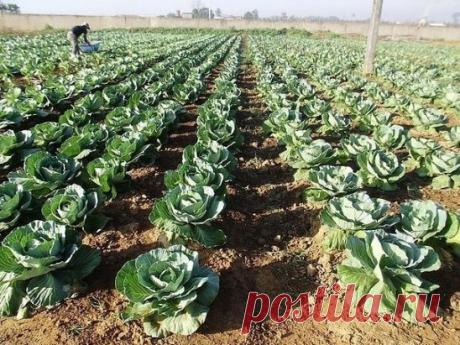 1. Чтобы выросли корнеплоды-великаны
Чтобы вырастить крупные корнеплоды (морковь, свеклу и т. д.), можно использовать следующий нетрадиционный способ посадки.
Железным ломиком сделать в земле дырочки глубиной 30 - 40 см. Каждую дырочку заполнить перегнойно-зольной смесью, слегка полить, положить 2 - 3 семечки, чуть засыпать землей. Место посадки пометить колышком. В остальном уход обычный, только поливать следует чаще и больше.
2. Самое дешевое удобрение
Берем по весне молодую крапиву (тольк