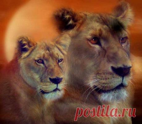 Фото Без названия. Альбом ЦАРЬ ЗВЕРЕЙ - 50 фото. Фотографии ⊰✿⊱ ОЛЬГА ⊰✿⊱.