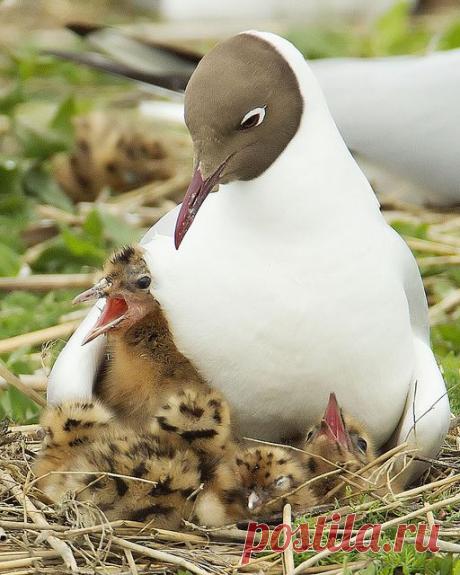 Pinterest: инструмент для поиска и хранения интересных идей