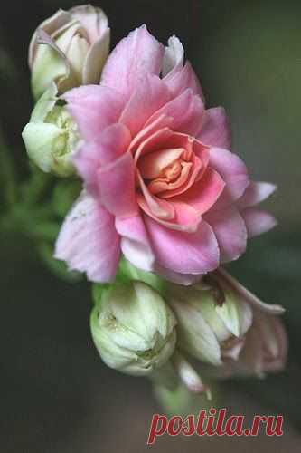 TwistMaterialz: Calanchoe doble