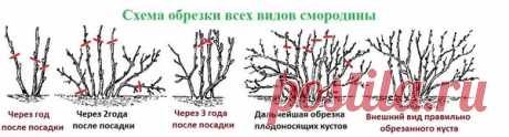 4 шага к богатому урожаю смородины, которые надо сделать сейчас | Мой огородик | Яндекс Дзен