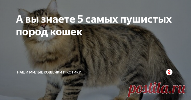 А вы знаете 5 самых пушистых пород кошек Здравствуйте дорогие читатели моего канала.
5) Сибирская кошка
У этой породы кошек длинная шерсть.Так же ее шерсть гипоаллергенная.Благодаря такой способности меха,ее могут держать люди у которых аллегрия на другие породы кошек.
basetop.ru