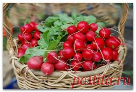 ЧТОБЫ РЕДИС НЕ ГОРЧИЛ  
 

Редис считается полезным и вкусным овощем, именно поэтому каждый огородник обязательно выращивает его на своем участке.

Редис быстро созревает. Редис круглой формы поспевает в среднем за 25 дней…