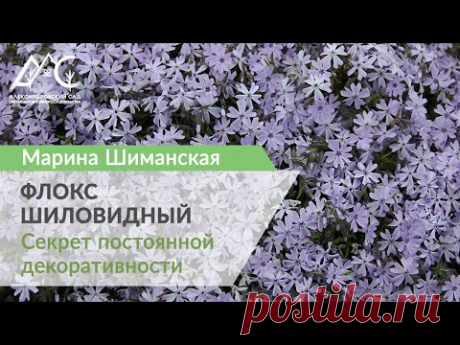 Флокс шиловидный: секрет постоянной декоративности