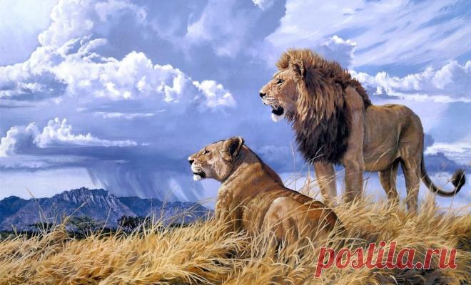 Фото Без названия. Альбом ЦАРЬ ЗВЕРЕЙ - 50 фото. Фотографии ⊰✿⊱ ОЛЬГА ⊰✿⊱.