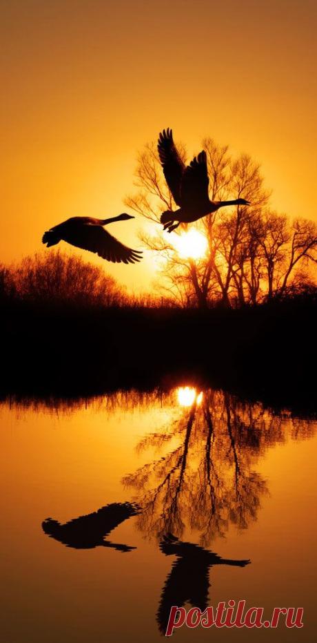 Birds Flying.. Sunset ❤  |  Pinterest • Всемирный каталог идей