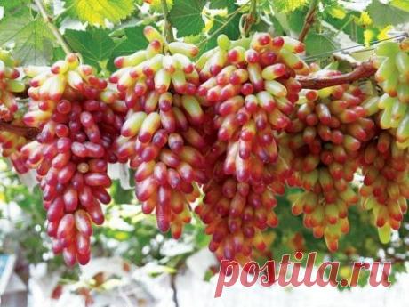 Как размножать виноград отводками - Растения - Уход
