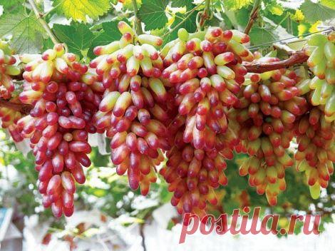 Как размножать виноград отводками - Растения - Уход