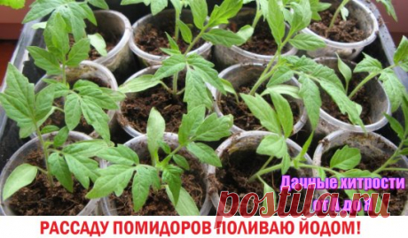 помидоры
