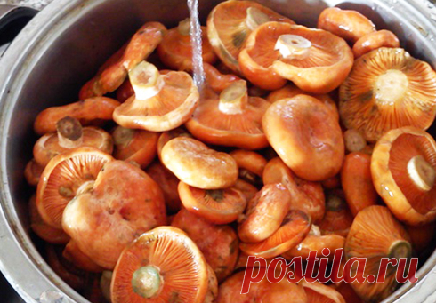 Как бланшировать грибы для заморозки на зиму