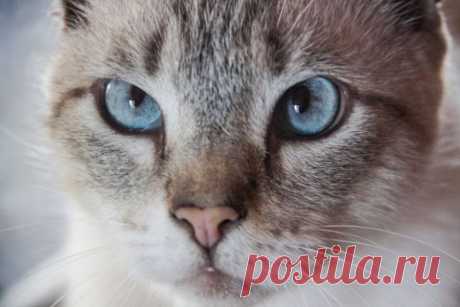 Какой цвет не любят кошки: не используйте его в интерьере, если в вашем доме есть питомец Вопреки распространённому мнению, мяукающие домашние животные умеют различать цвета.