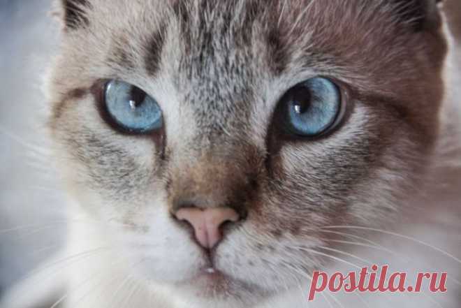 Какой цвет не любят кошки: не используйте его в интерьере, если в вашем доме есть питомец Вопреки распространённому мнению, мяукающие домашние животные умеют различать цвета.