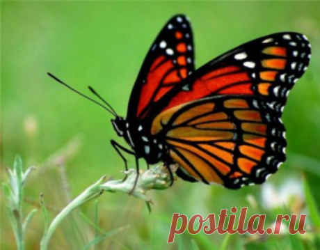 Гороскоп индейцев — Народные приметы