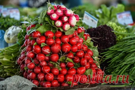 Редиска: польза и вред для здоровья, вкусные рецепты | Интерфакс-Россия | Дзен
