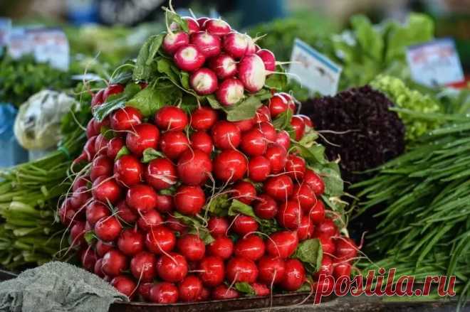 Редиска: польза и вред для здоровья, вкусные рецепты | Интерфакс-Россия | Дзен
