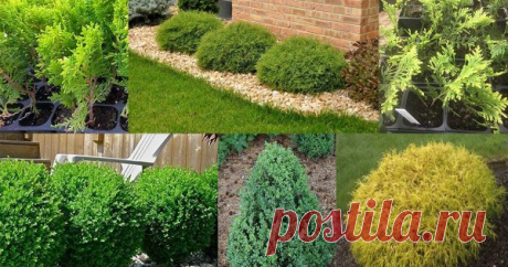 Чем заменить самшит – 5 вечнозеленых кустарников для красивого бордюра Бордюры из самшита смотрятся очень стильно и по-европейски. Но это не единственное растение, которое можно использовать в оформлении сада.