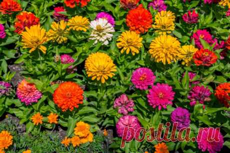 10 растений, которые цветут все лето, до морозов