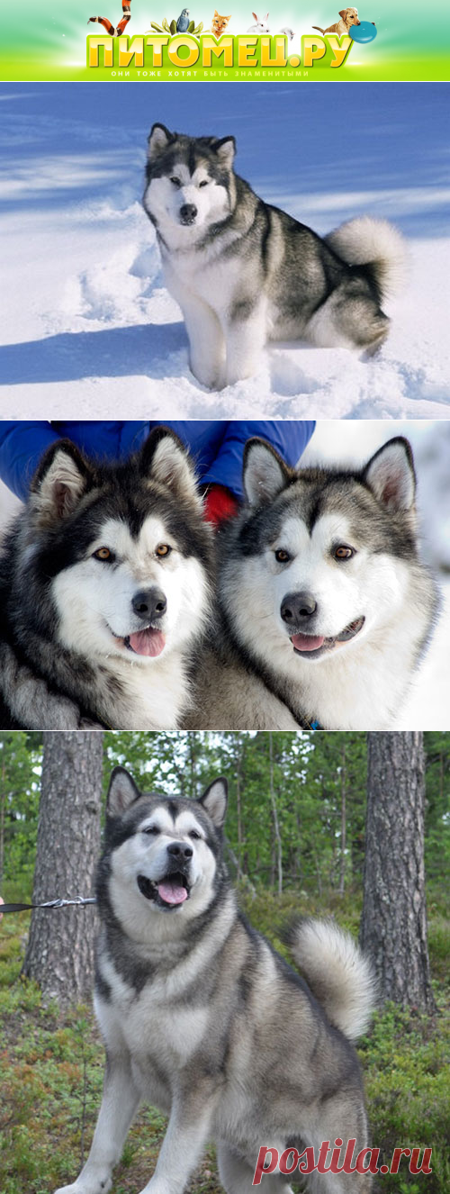 Аляскинский маламут (Alaskan Malamute): фото и описание породы