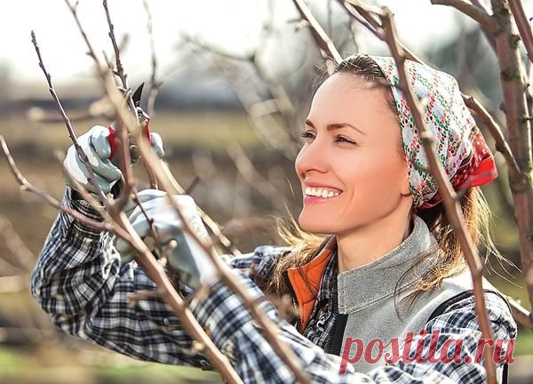 Осенняя обрезка деревьев и кустарников / обрезка / 7dach.ru