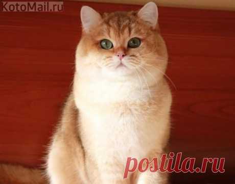 Надежда Шпак на Postila.ru