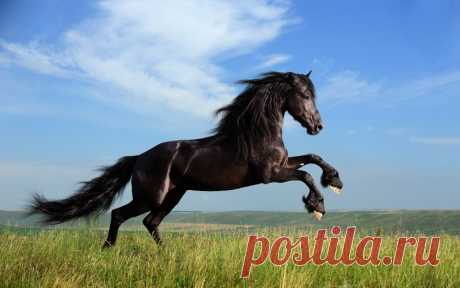 Download Black Horse Running Wallpaper - GetWalls.io Click to download free wallpaper for your desktop and mobile.