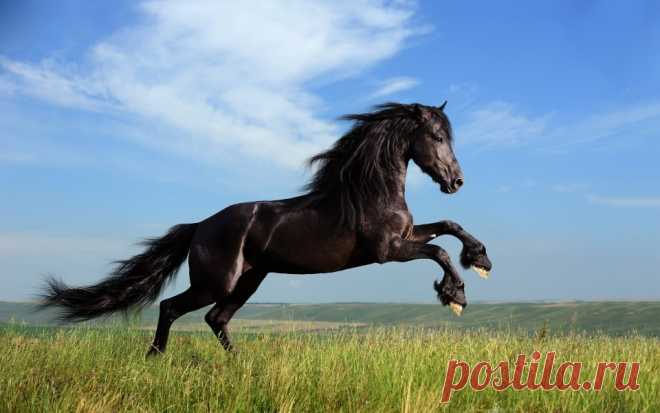 Download Black Horse Running Wallpaper - GetWalls.io Click to download free wallpaper for your desktop and mobile.
