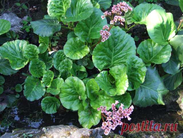 Бадан посадка, выращивание и уход в открытом грунте, выбор сорта