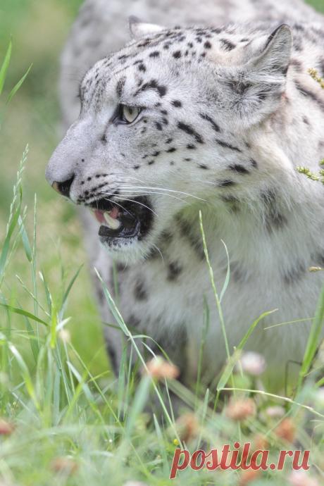 Snow Leopard and Clover | Mark Dumont | Flickr