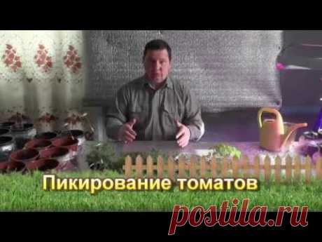 ▶ Пикирование томатов - сезон 2015 - YouTube