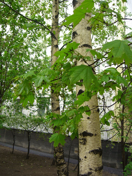 БЕРЕЗА - РУССКАЯ ДУША — Литсайт.ру