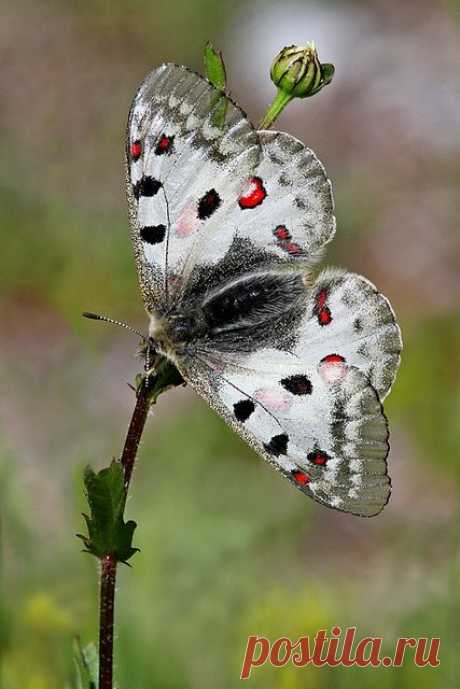 Parnassius Apollo Butterfly,  
flickr от Gary Richardson  |  Pinterest: инструмент для поиска и хранения интересных идей