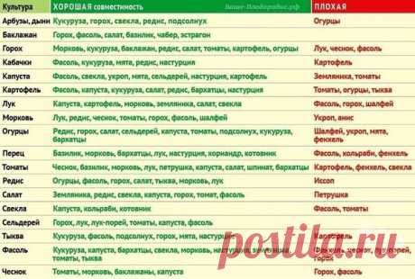Полезные советы для дома и сада!