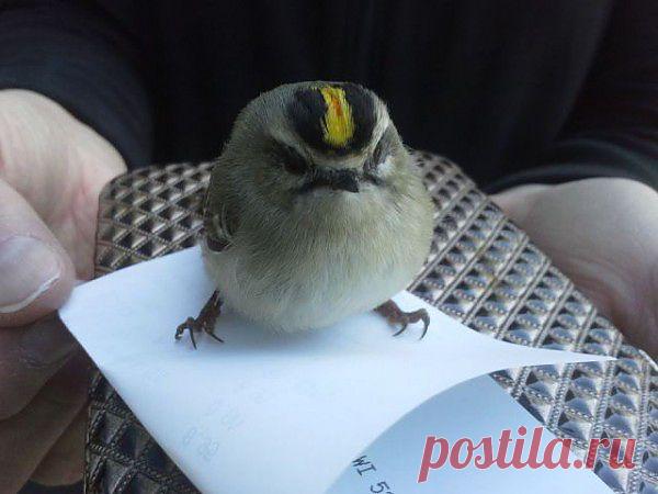 uCrazy.ru ---------Вот моё заявление...Ухожу  я.У вас что-то похолодало.На юг подамся...