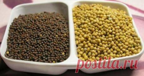Как приготовить горчицу из зерен :: как сделать французскую горчицу :: Кулинарные рецепты :: KakProsto.ru: как просто сделать всё