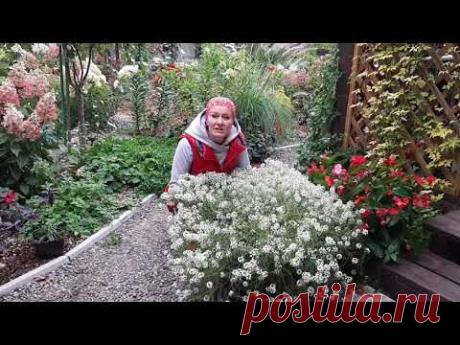 АЛИССУМ вегетативный, условия выращивания и отличие от семенного алиссума, советы Ани - YouTube