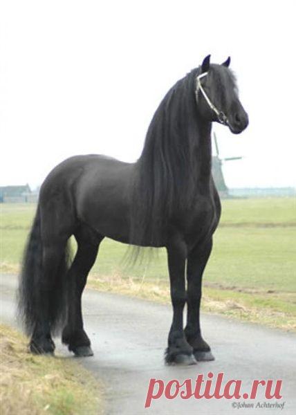 Top 20 Most Beautiful Horses In The World